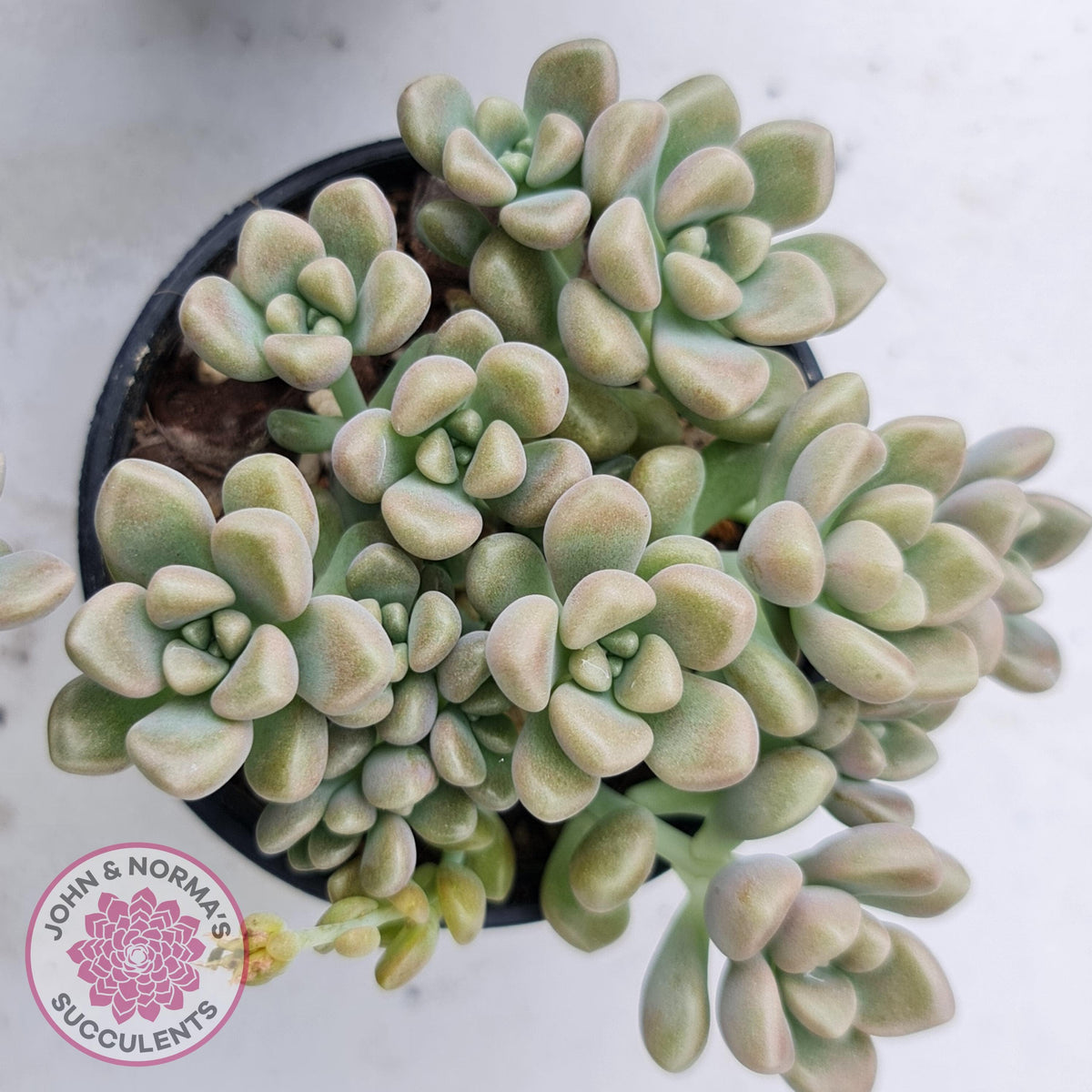 Graptopetalum mendozae