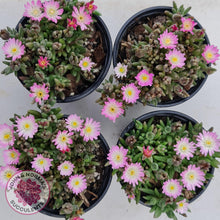 Load image into Gallery viewer, Drosanthemum speciosum 'Kliprand' - John & Norma's Succulents