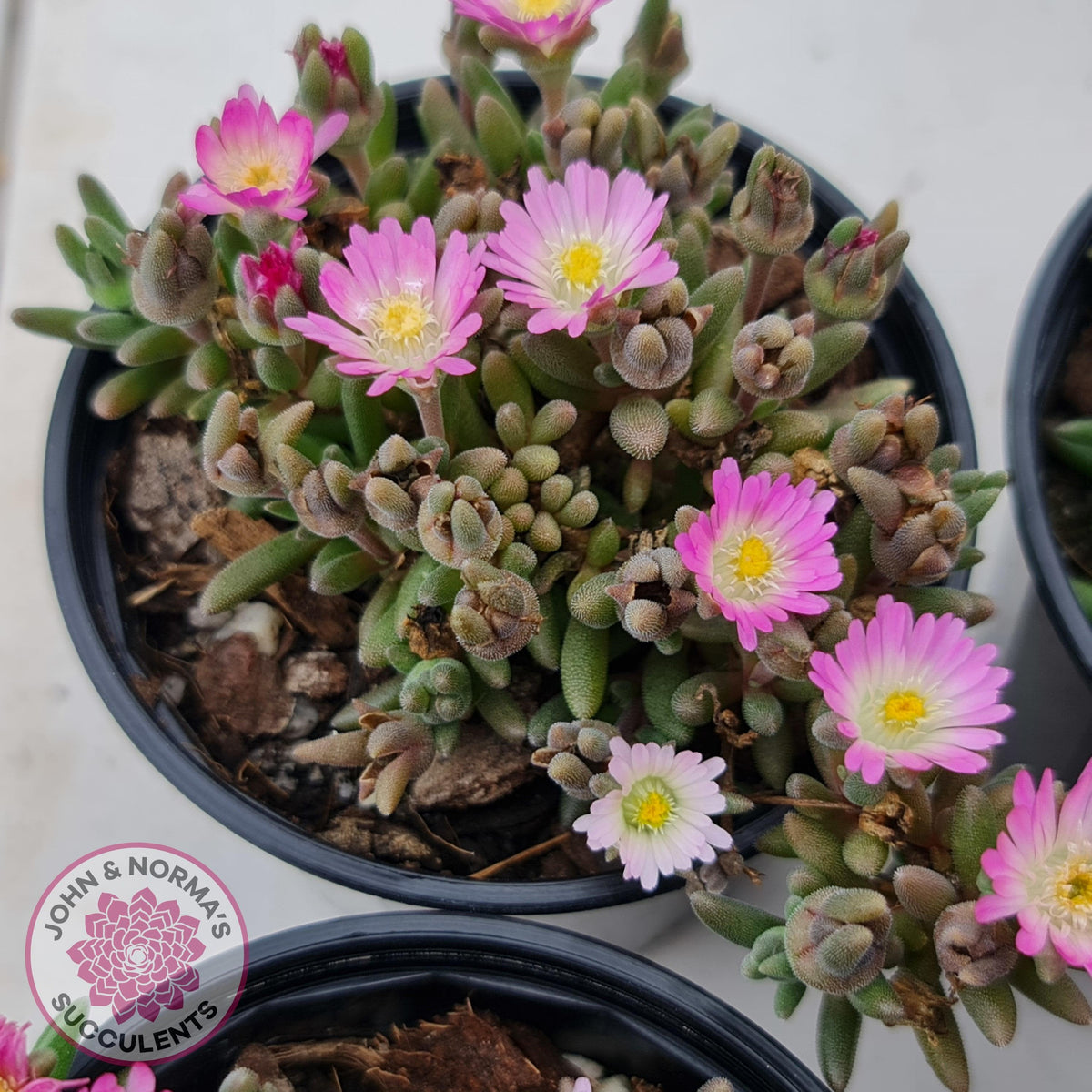 Drosanthemum speciosum 'Kliprand'