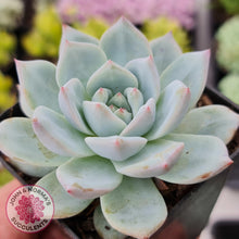 Load image into Gallery viewer, Echeveria Bluebird - John & Norma's Succulents