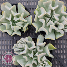 Load image into Gallery viewer, Echeveria Topsy Turvy - John & Norma's Succulents