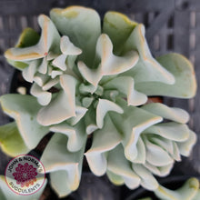 Load image into Gallery viewer, Echeveria Topsy Turvy - John & Norma's Succulents