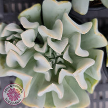Load image into Gallery viewer, Echeveria Topsy Turvy - John & Norma's Succulents