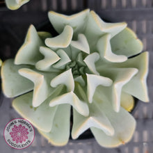 Load image into Gallery viewer, Echeveria Topsy Turvy - John & Norma's Succulents