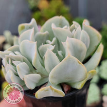 Load image into Gallery viewer, Echeveria Topsy Turvy - John & Norma's Succulents