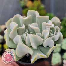 Load image into Gallery viewer, Echeveria Topsy Turvy - John & Norma's Succulents