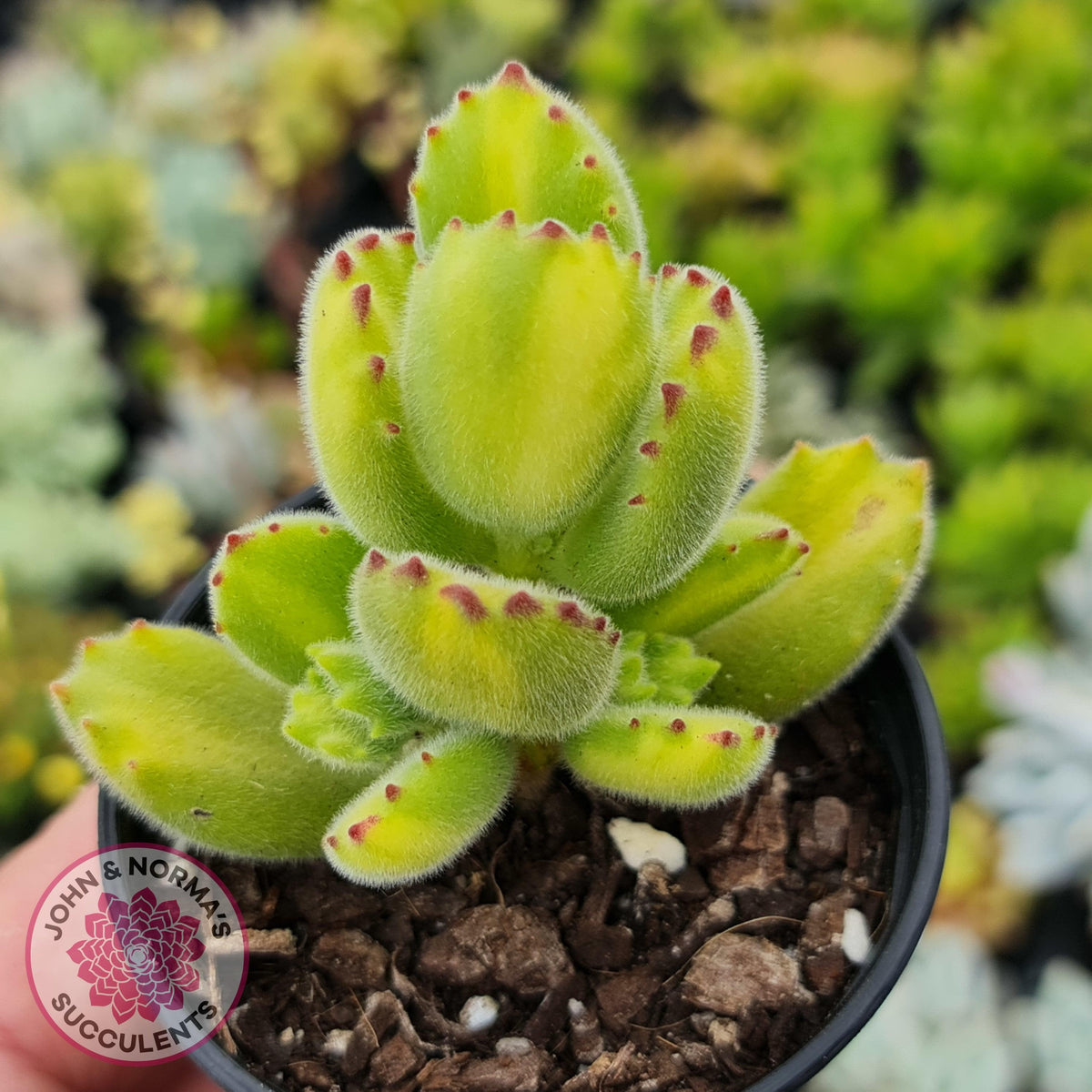 Cotyledon tomentosa 'Bears Paw' Yellow Variegated