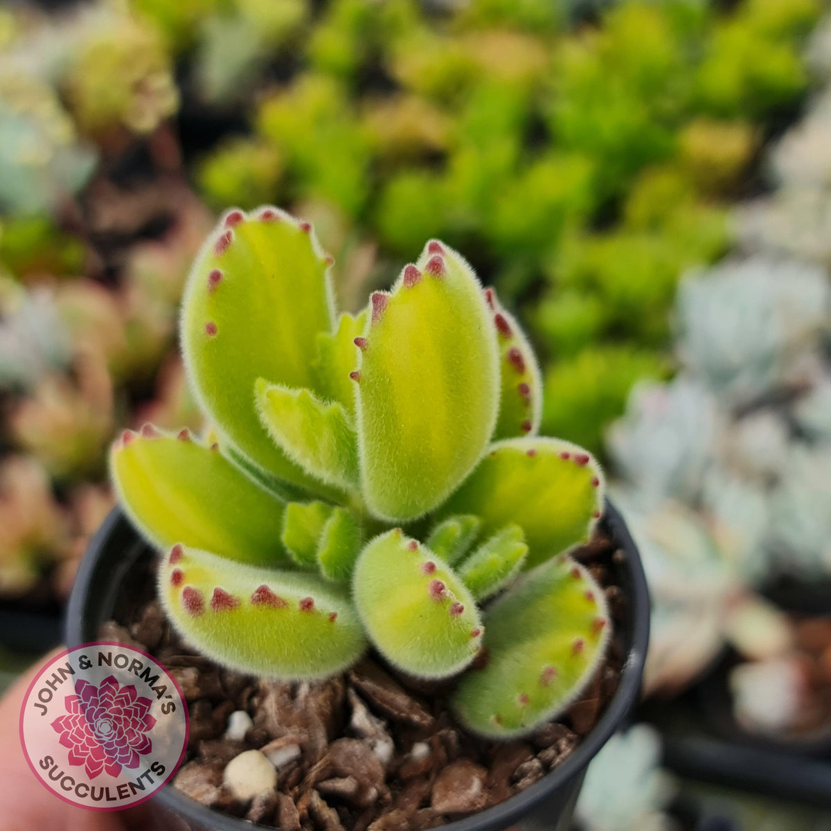 Cotyledon tomentosa 'Bears Paw' Yellow Variegated