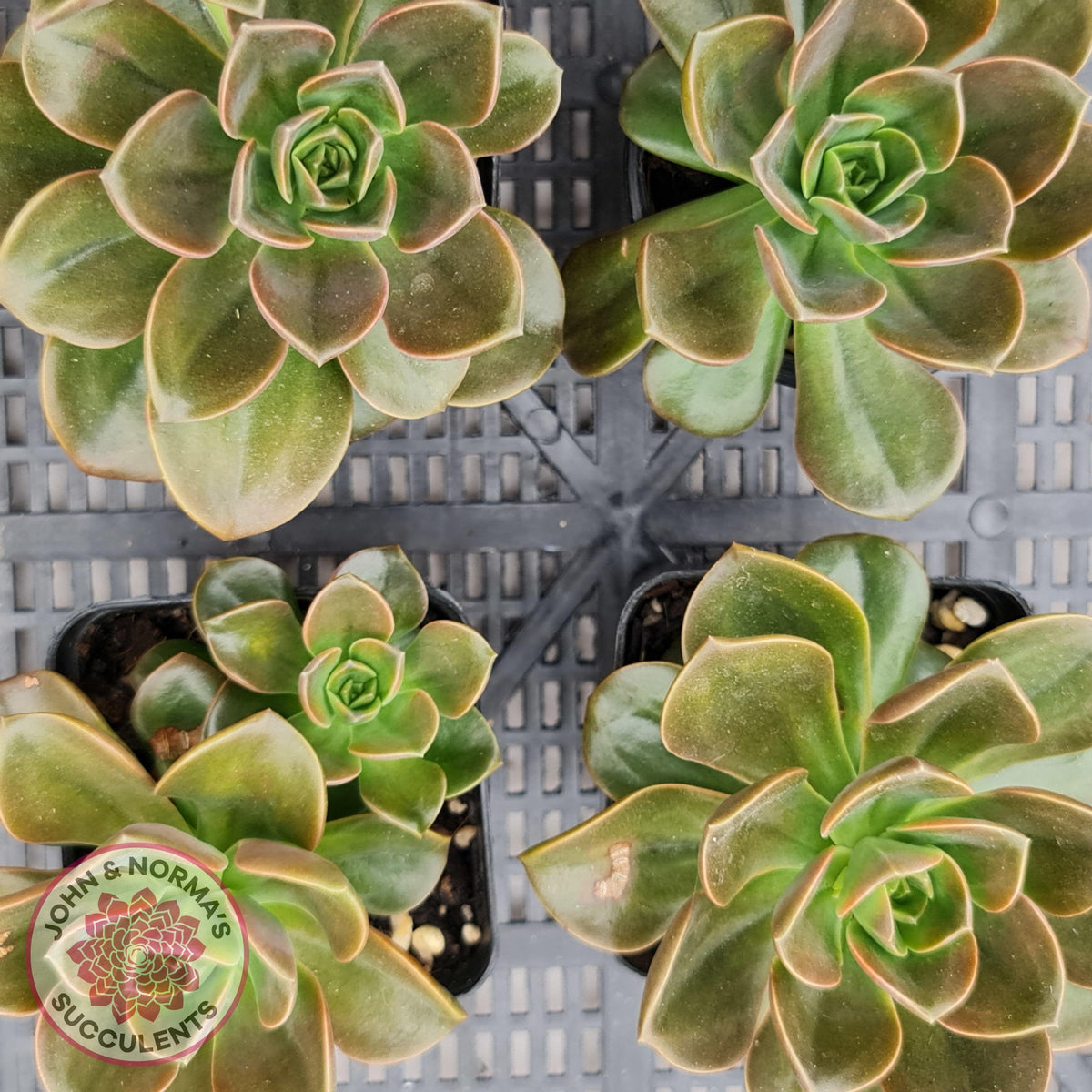 Echeveria 'Melaco'