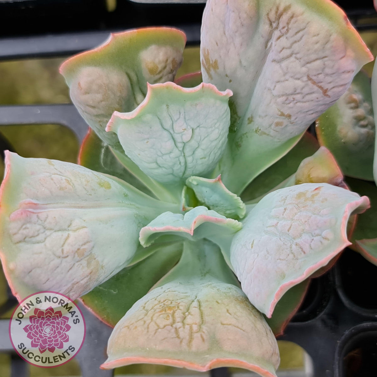Echeveria Etna