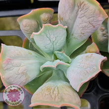 Load image into Gallery viewer, Echeveria Etna - John & Norma's Succulents