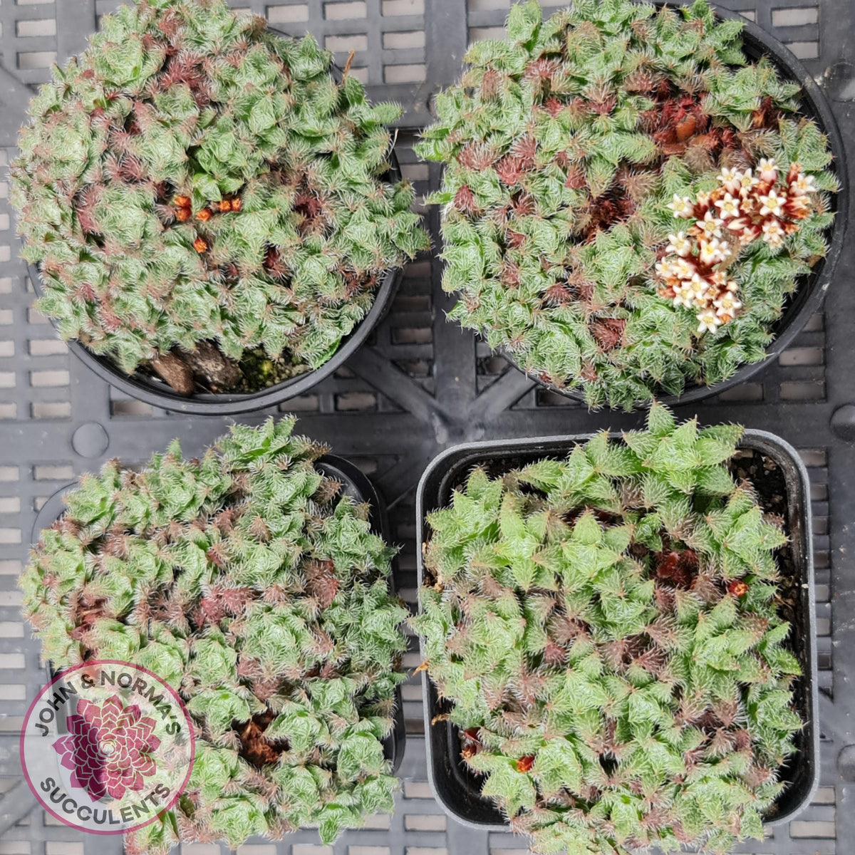 Crassula setulosa v transvaal drakensberg