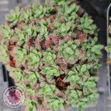 Load image into Gallery viewer, Crassula setulosa v transvaal drakensberg - John & Norma's Succulents