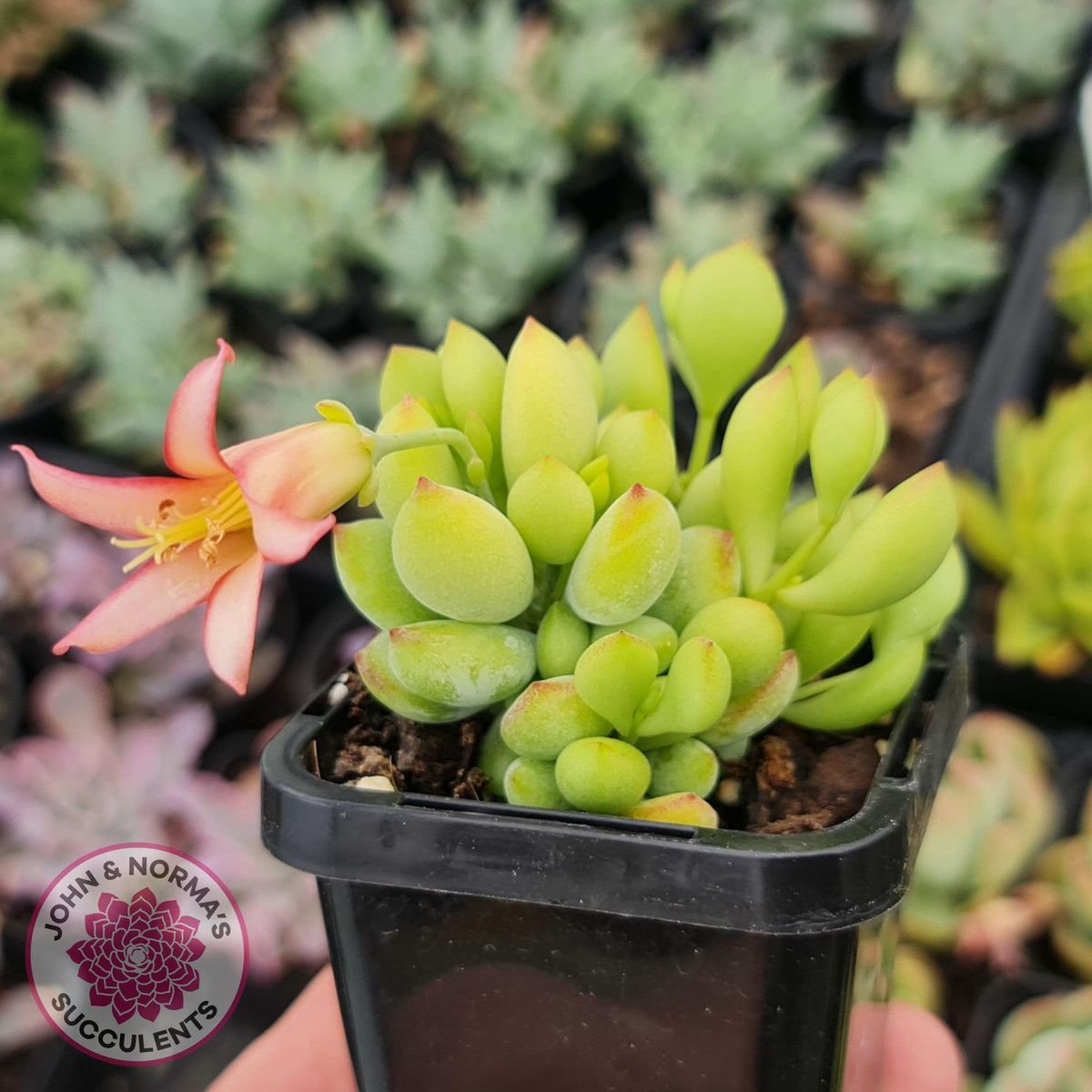Cotyledon pendens