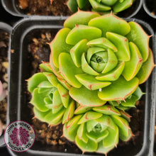 Load image into Gallery viewer, Echeveria Longisima - Round Leaf form - John & Norma's Succulents