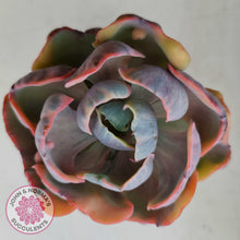 Load image into Gallery viewer, Echeveria Beyonce Rainbow Variegated (Lg)