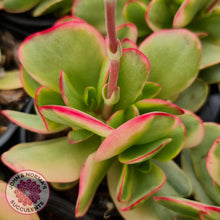 Load image into Gallery viewer, Crassula Platyphylla Variagata - John & Norma's Succulents