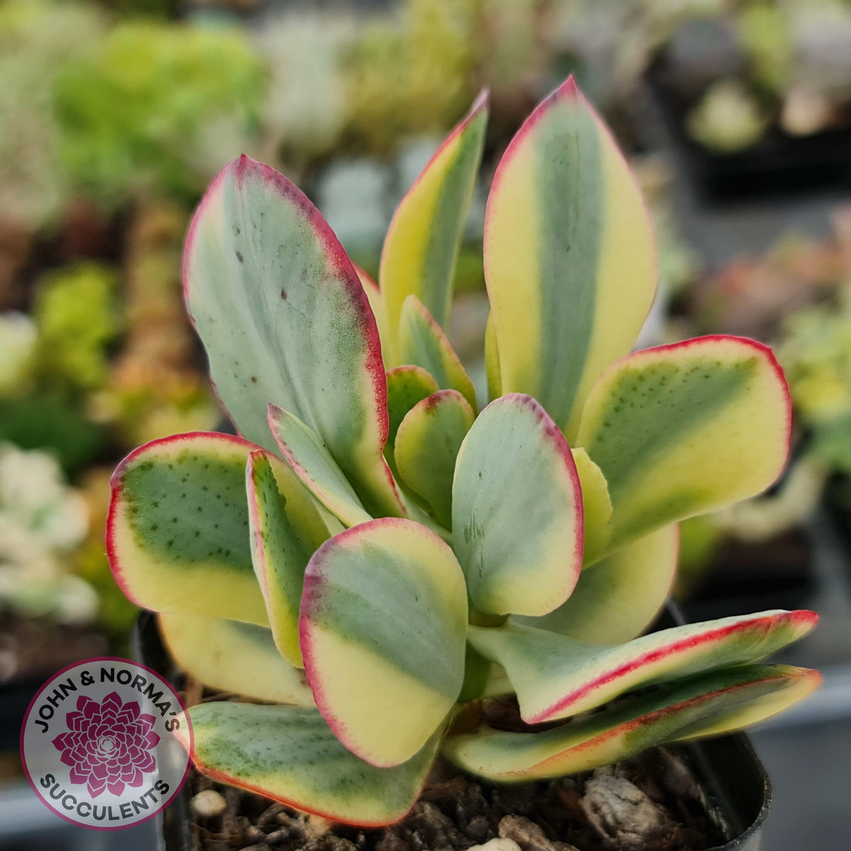 Crassula Blue Bird variegated