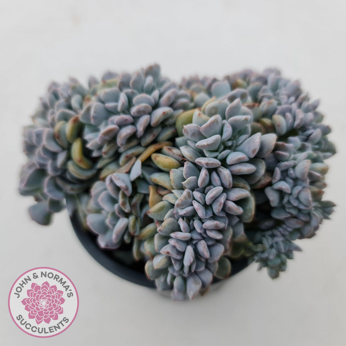 Echeveria 'Cubic Frost' Crest