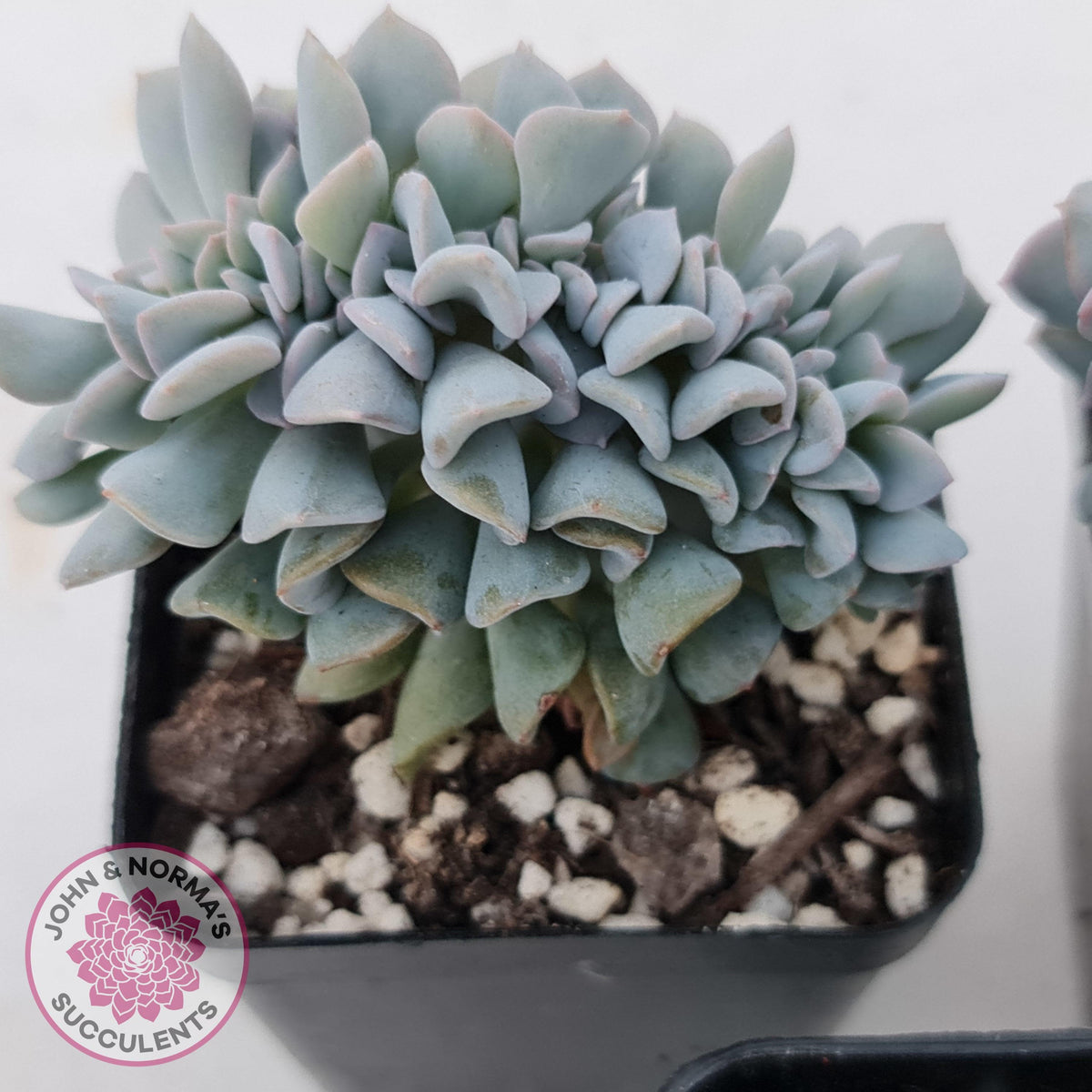 Echeveria 'Cubic Frost' Crest