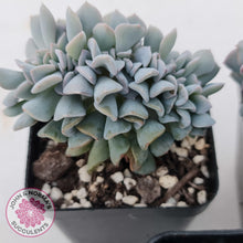 Load image into Gallery viewer, Echeveria Cubic Frost Crest - John & Norma's Succulents