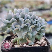 Load image into Gallery viewer, Echeveria Cubic Frost Crest - John & Norma's Succulents