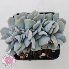 Load image into Gallery viewer, Echeveria Cubic Frost Crest - John & Norma's Succulents