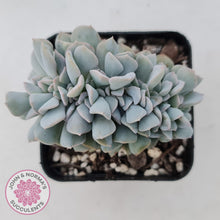 Load image into Gallery viewer, Echeveria Cubic Frost Crest - John & Norma's Succulents