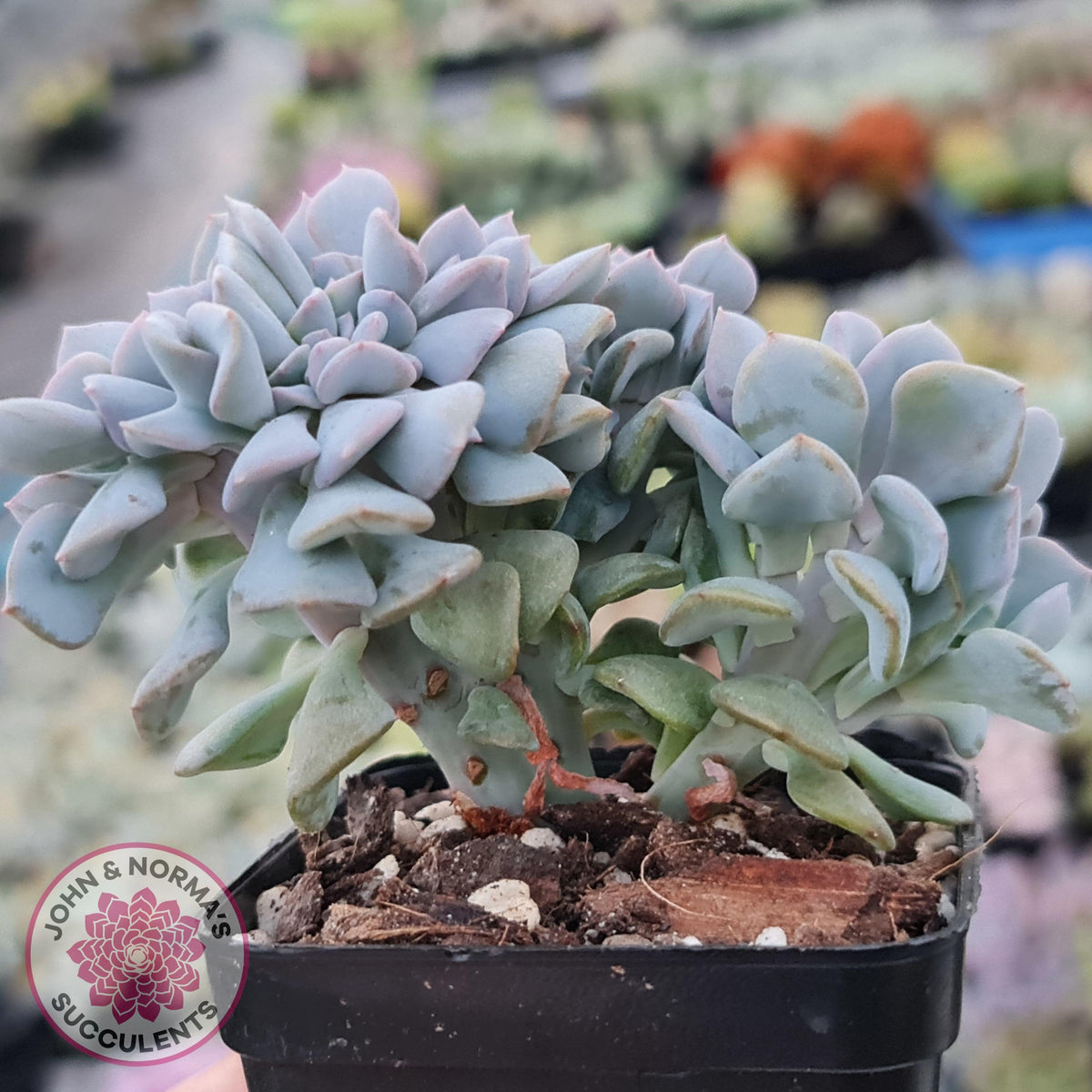 Echeveria 'Cubic Frost' Crest