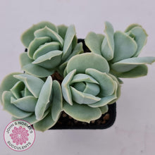 Load image into Gallery viewer, Graptoveria Lovely Rose - John & Norma's Succulents