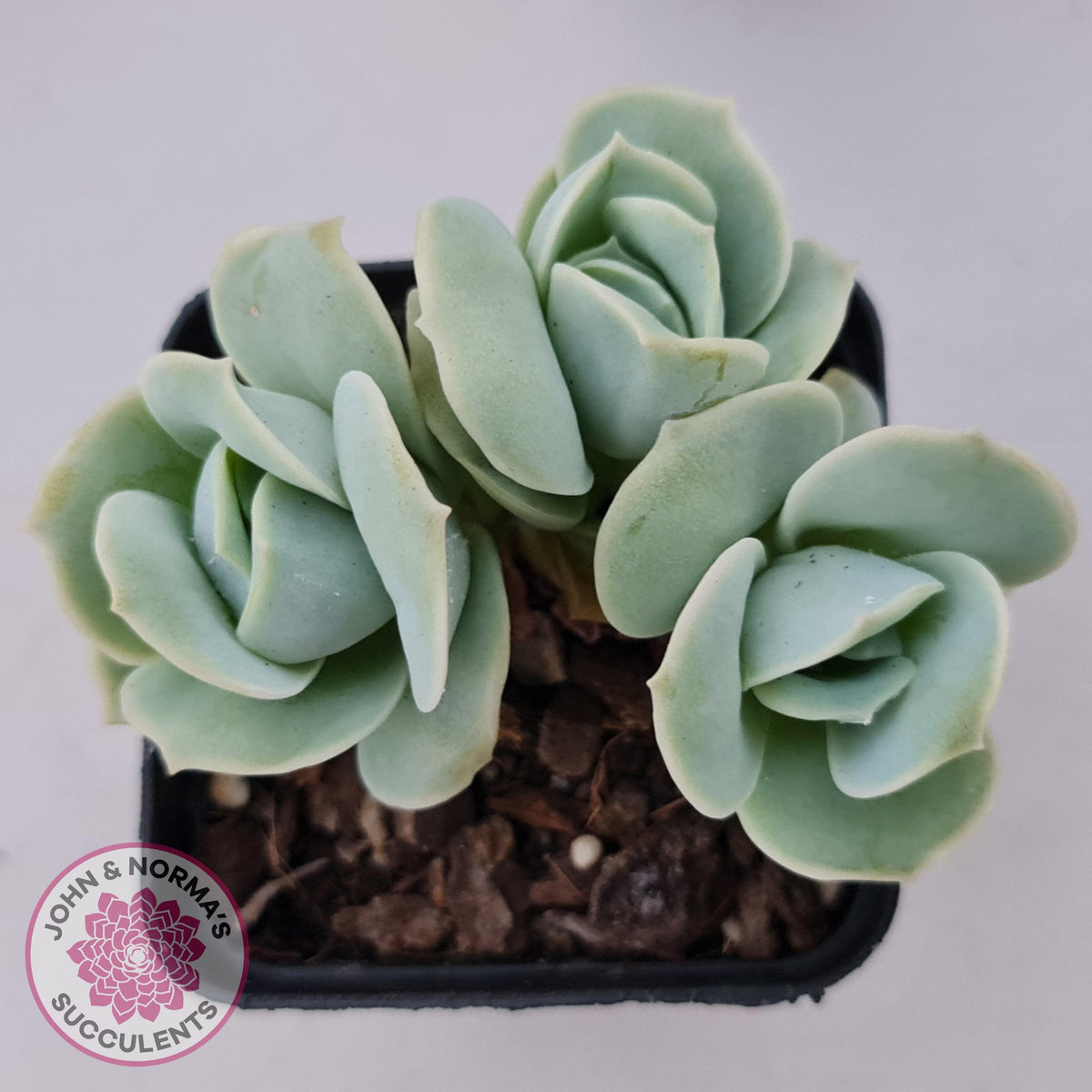 Graptoveria Lovely Rose