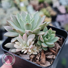 Load image into Gallery viewer, Echeveria Green Emerald variegata - John & Norma's Succulents