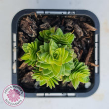 Load image into Gallery viewer, Crassula estagonal - John & Norma's Succulents