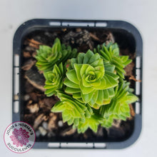 Load image into Gallery viewer, Crassula estagonal - John & Norma's Succulents