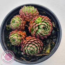 Load image into Gallery viewer, Rosularia Platyphylla