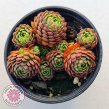 Load image into Gallery viewer, Rosularia Platyphylla - John & Norma's Succulents