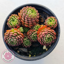 Load image into Gallery viewer, Rosularia Platyphylla