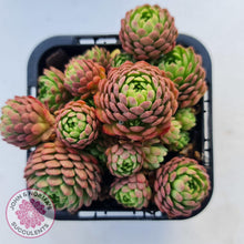Load image into Gallery viewer, Rosularia Platyphylla - John & Norma's Succulents