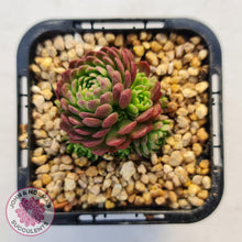 Load image into Gallery viewer, Rosularia Platyphylla - John & Norma's Succulents