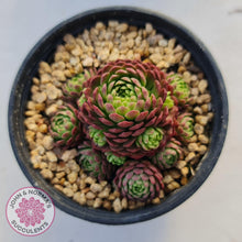 Load image into Gallery viewer, Rosularia Platyphylla - John & Norma's Succulents