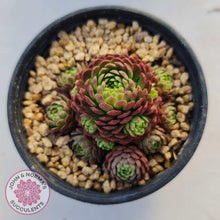 Load image into Gallery viewer, Rosularia Platyphylla