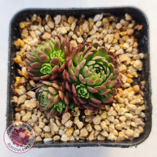 Load image into Gallery viewer, Rosularia Platyphylla - John & Norma's Succulents