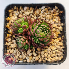 Load image into Gallery viewer, Rosularia Platyphylla