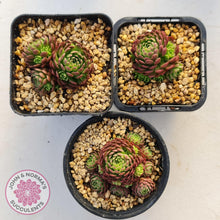 Load image into Gallery viewer, Rosularia Platyphylla - John & Norma's Succulents