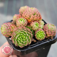 Load image into Gallery viewer, Rosularia Platyphylla - John & Norma's Succulents