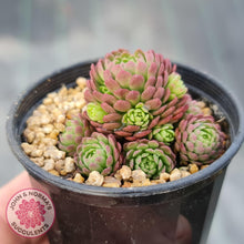 Load image into Gallery viewer, Rosularia Platyphylla - John & Norma's Succulents