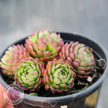 Load image into Gallery viewer, Rosularia Platyphylla