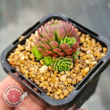 Load image into Gallery viewer, Rosularia Platyphylla - John & Norma's Succulents