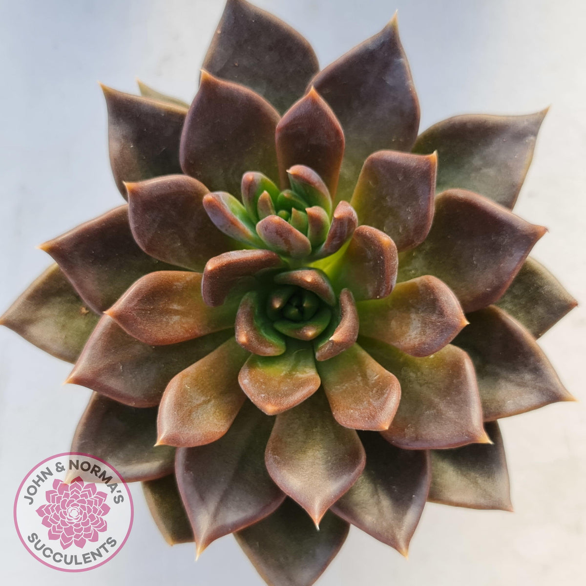 Echeveria Black Prince