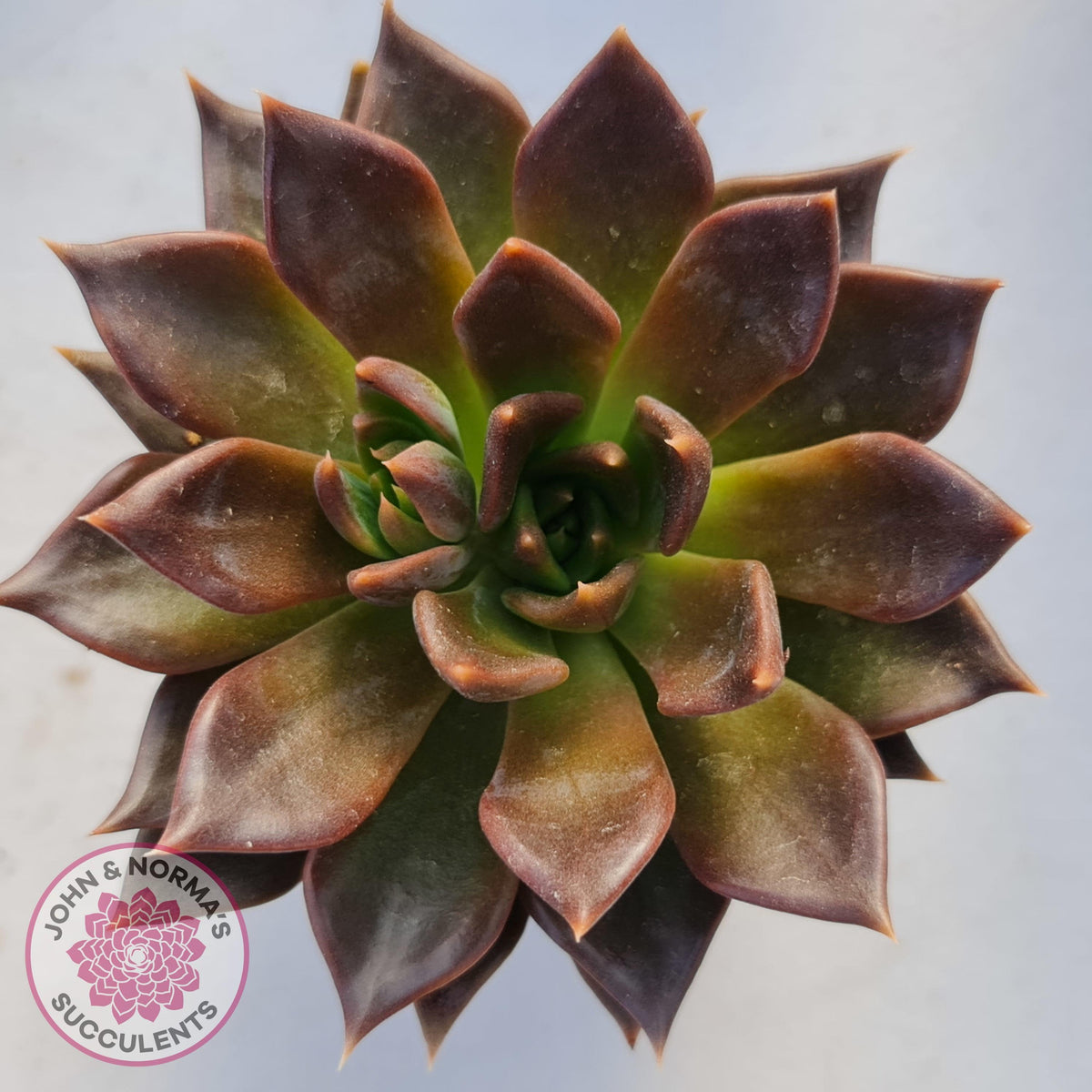Echeveria Black Prince